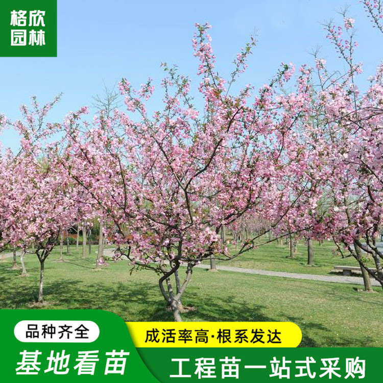 Оптовая база, защитное дерево бегонии, декоративный горшечный зеленый цветочный кустарник, бегония с двойными лепестками