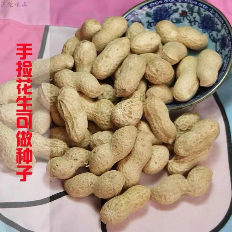 Shandong self-growing dry peanut shelled peanut new goods farm self-growing small white sand fruit oil pressing seeds
