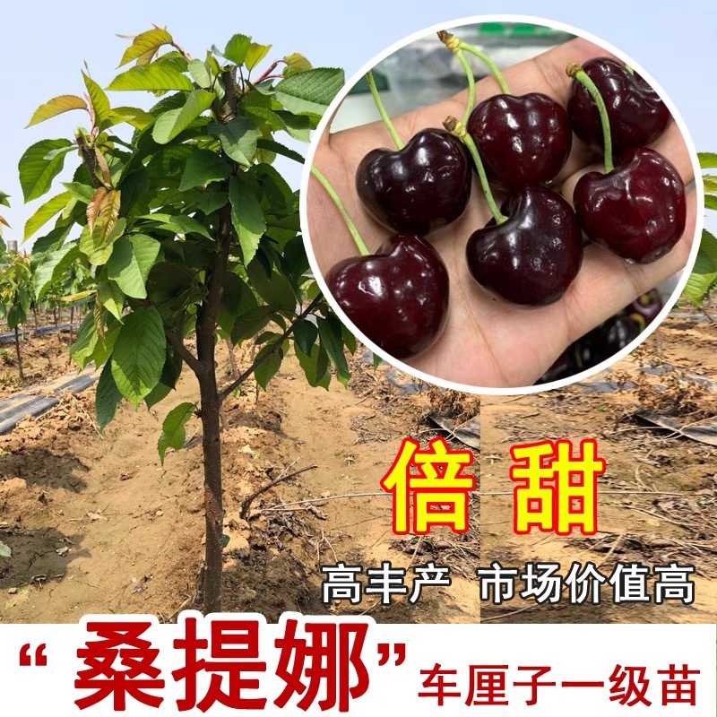 Cherry Saplings Balcony Southern Potted Northern Courtyard Ground Planting Dwarf Large Cherry Saplings Black Pearl Grafted Seedlings