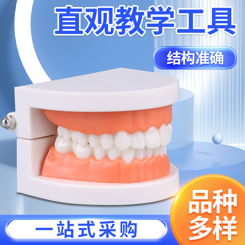 Tooth Model Oral Model Kindergarten Dental Model Small Dental Model Wholesale Wholesale Oral Materials
