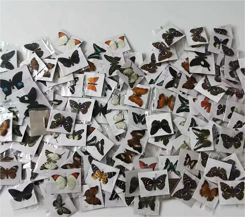 Натуральные образцы бабочек, реальные образцы насекомых, учебные пособия, виды крыльев