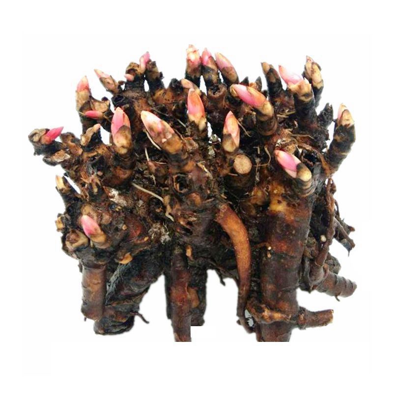 Wholesale Peony Flower Seedlings Shipped with Buds, Perennial Peony Root Blocks, Peony Root Varieties, Complete Varieties, Large Quantity, Excellent Price