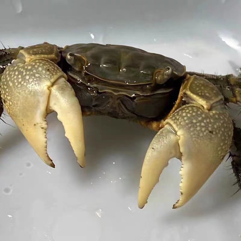 Crab, Chili Crab, Crab Stall, Retail Ornamental Crab, Small Crab, Pet Reptile, Wholesale Crab