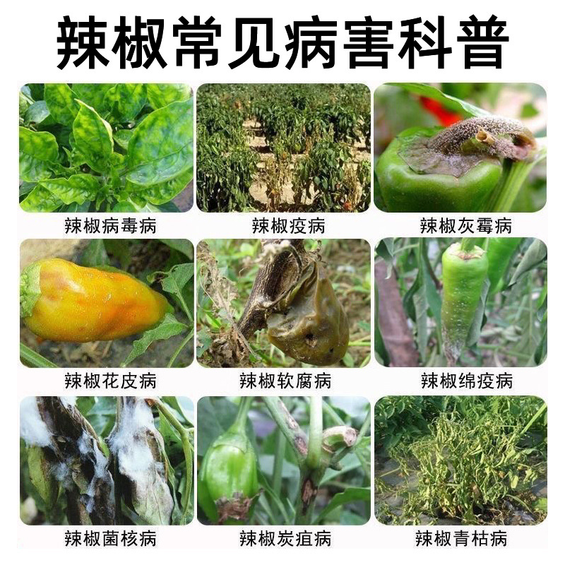 Chili Bacteria Clear Chili Anthracnose Gray Mold Wilt Soft Rot Morning and Evening Blight Chili Microbial Agent