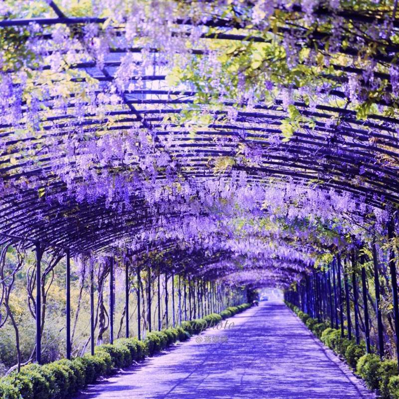 Wisteria Saplings, Potted Florals, House Courtyard Ground Climbing Vines, Blooming All Year Round, Wisteria Fence