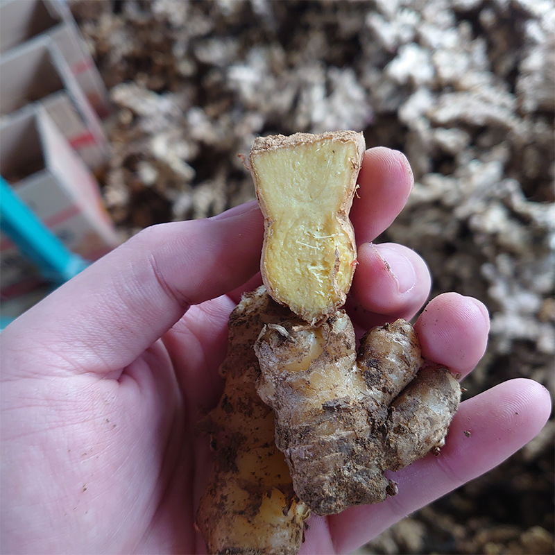 Yunnan Small Turmeric, Broken Ginger, Crushed Ginger, Good Quality, Self-Grown Confinement Ginger, Freshly Dug from the Farm