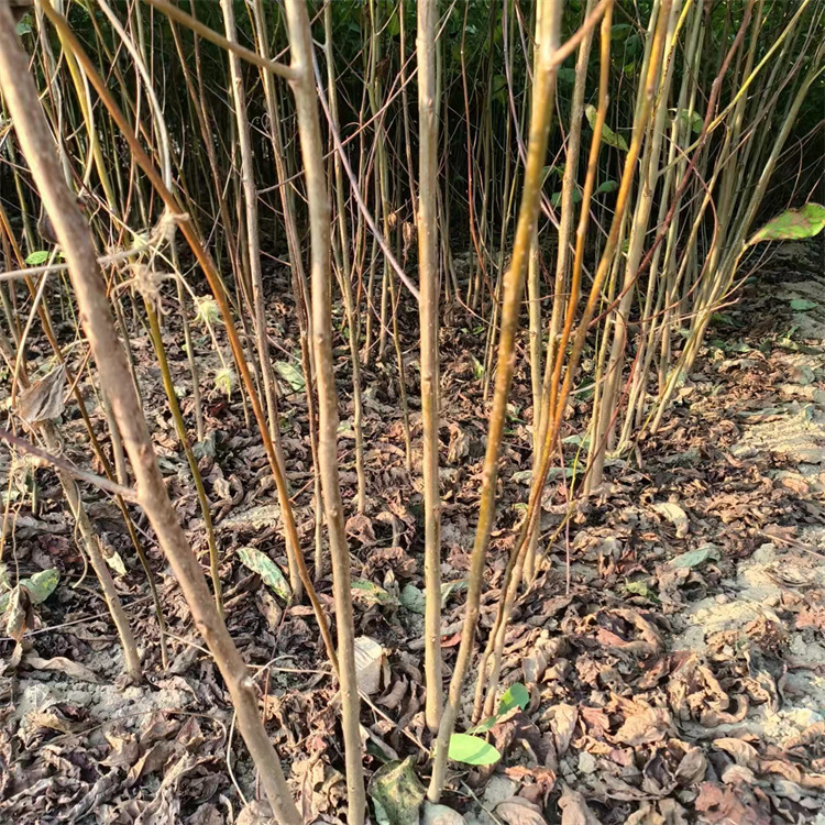Base Sells Soft Jujube Seedlings, Black Jujube Seedlings, Grafted Persimmon Rootstock, Persimmon Seedlings