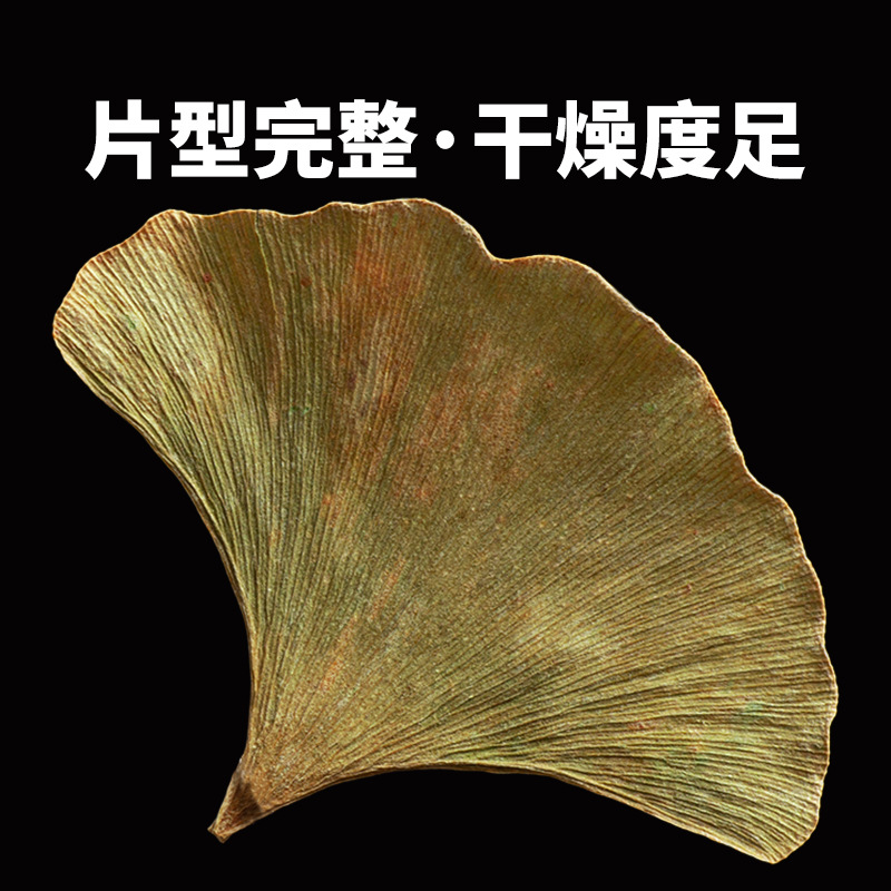 Authentic Ginkgo Biloba Chinese Herbal Medicine 500g Ginkgo Biloba Leaf Authentic Ginkgo Biloba Dried Ginkgo Biloba Tea Bag Chinese Herbal Medicine Store
