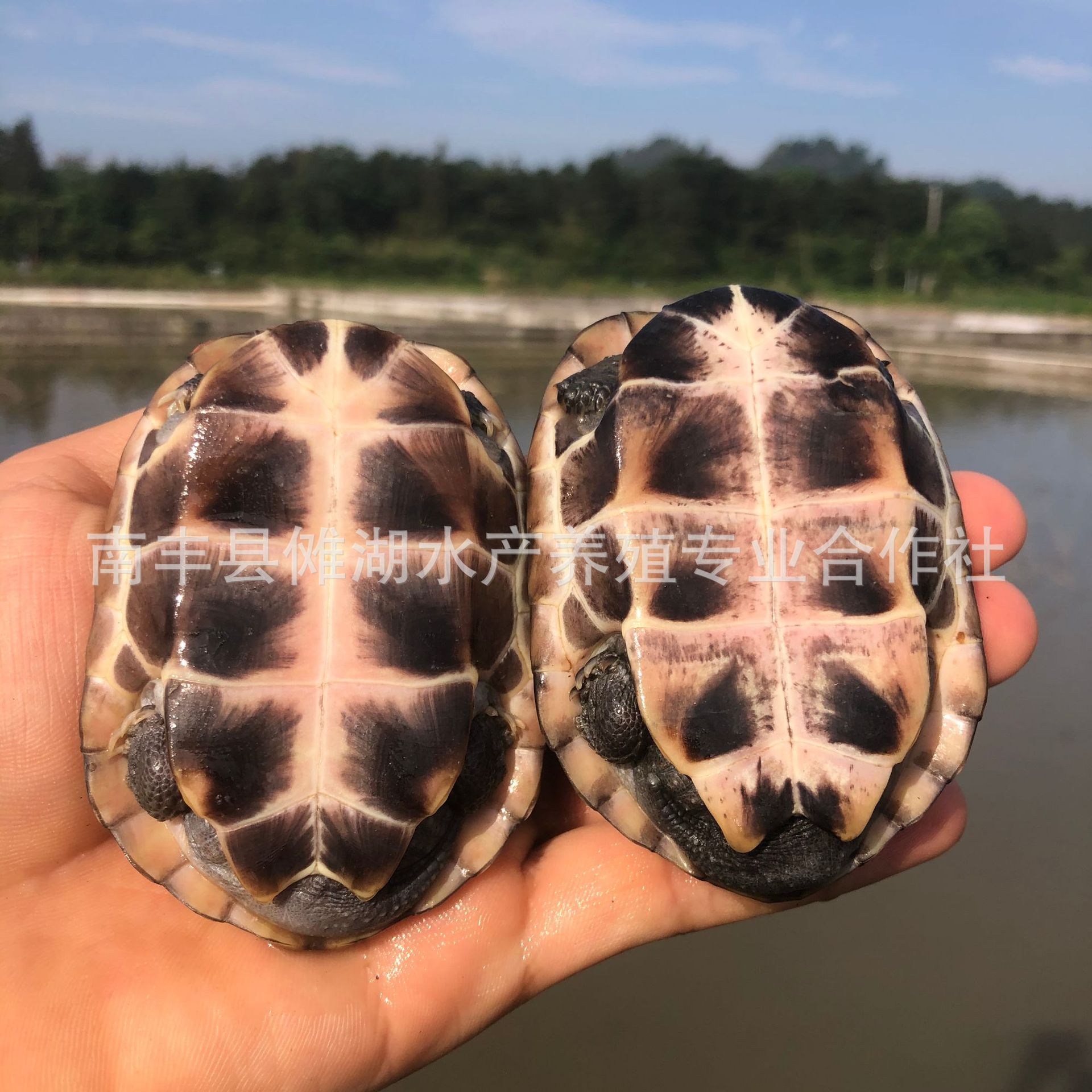 Turtle Wholesale Chinese Tortoise, Gold Thread Tortoise, Live Vitality, Large and Small Turtle Seedlings, Live Pet Turtles, Longevity Turtles, Ink Turtles