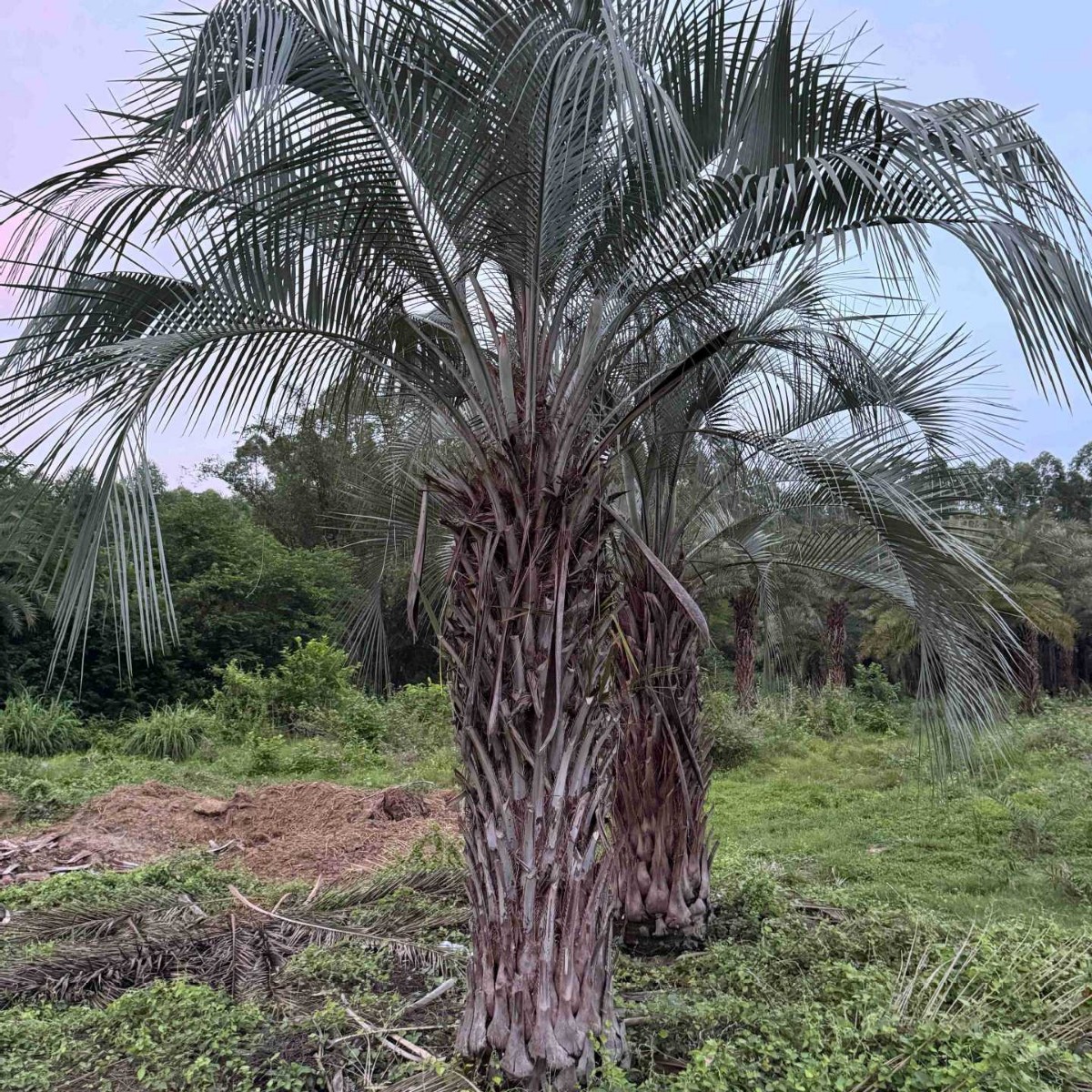 Fujian Tropical Plant Budi Coconut Tree Henan Budi Coconut Price Jiangsu Budi Coconut Base Wholesale