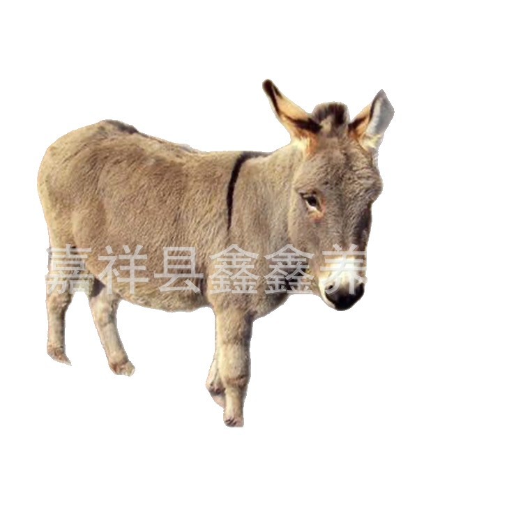 Live Animals for Sale in Farms, Donkeys for Children to Ride on for Tourism and Viewing, Mini Small Domesticated Donkeys for Riding in Scenic Spots