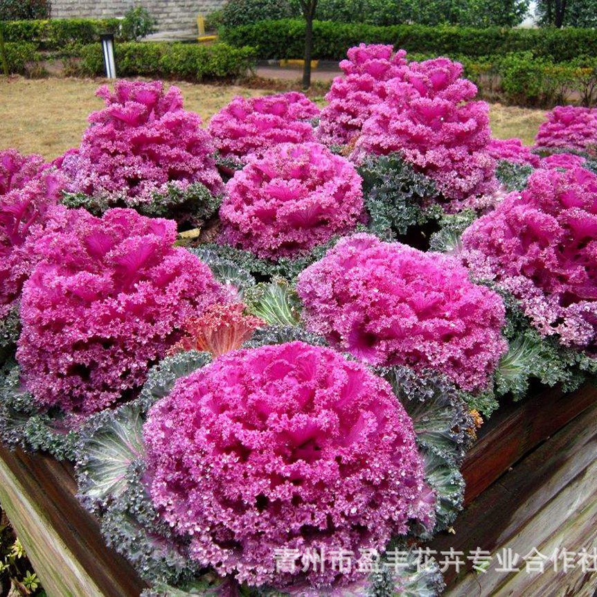 Cup Seedlings Kale Shandong Base Wholesale Large Supply of Kale Cold-Resistant Grass Flower Kale Seedlings
