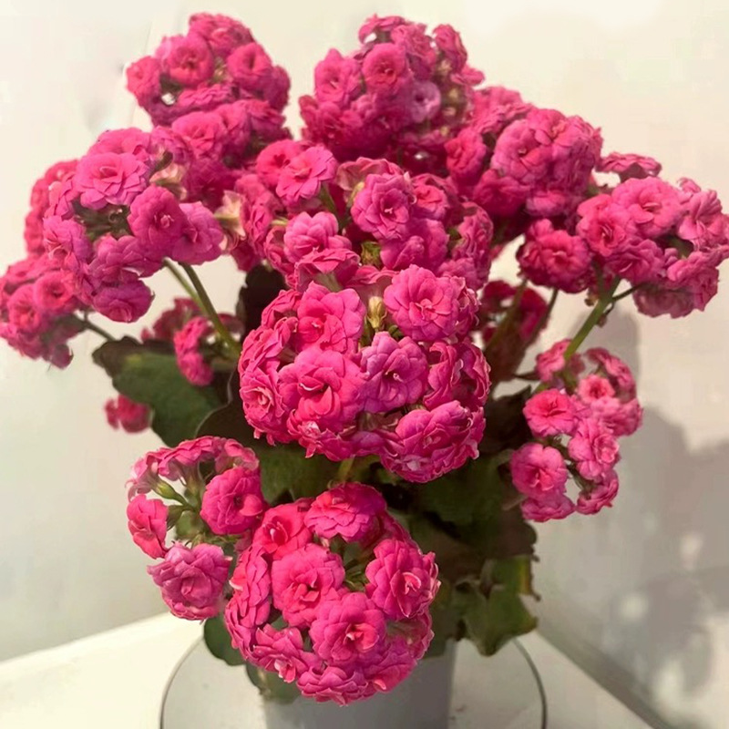 Potted Longevity Flower with Golden Fox, Large Double-Flowered Seedling with Buds, Indoor Balcony Four-Season Flower, Old Stump Succulent Plant