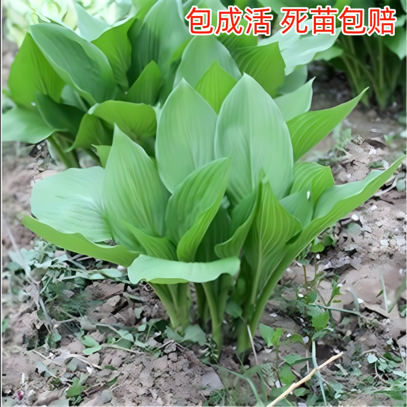 Hosta Flower Seedlings, North and South Cold-Resistant Flower Engineering Greening Flower Seedlings, Community Greening Flower Seedlings, Courtyard Greening Hosta Flower Seedlings