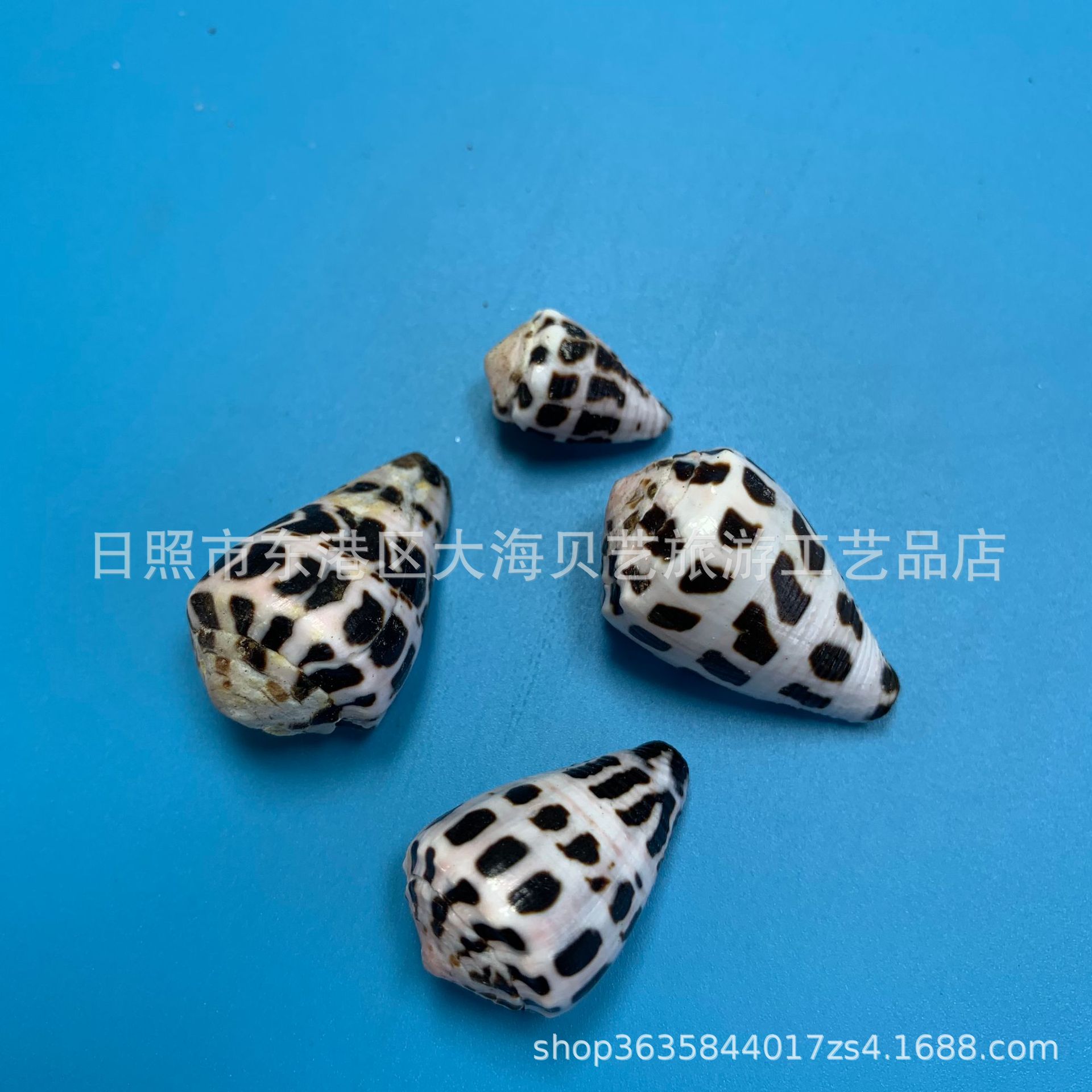 Black Spot Taro Snail Natural Conch Shell Small Taro Snail Fish Tank Aquarium Landscaping Decorative Floor Decorative Photography Crafts