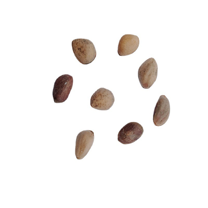 Hand-Picked from the Qinba Mountains, Raw Materials Are Sourced Directly from the Area. New Arrivals for 2023 Are Now Available for Nut Health Care