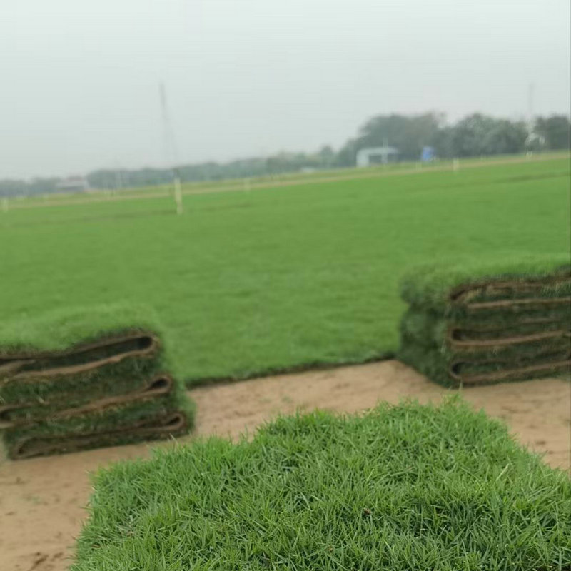Lawn Real Turf Taiwan Green Manila Large-Leaf Oil Engineering Special Base Planting Large Quantity Favorably Now Shovel Now