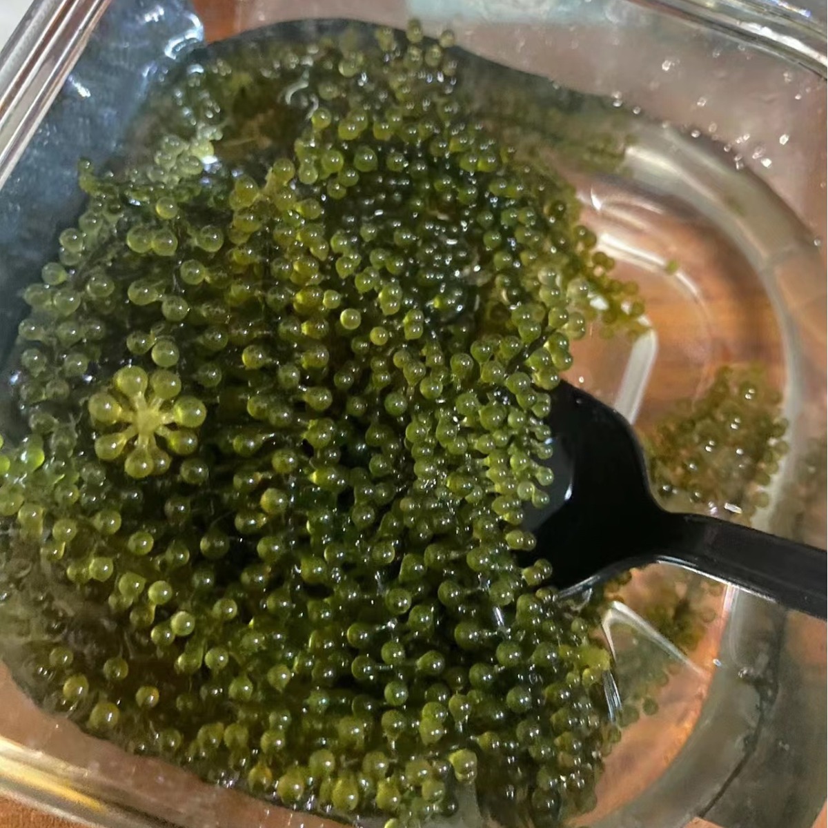 Соленые морские виноград 100г водоросли готовые к употреблению овощи долголетия морские водоросли вакаме суши зеленая рыба оптовая продажа