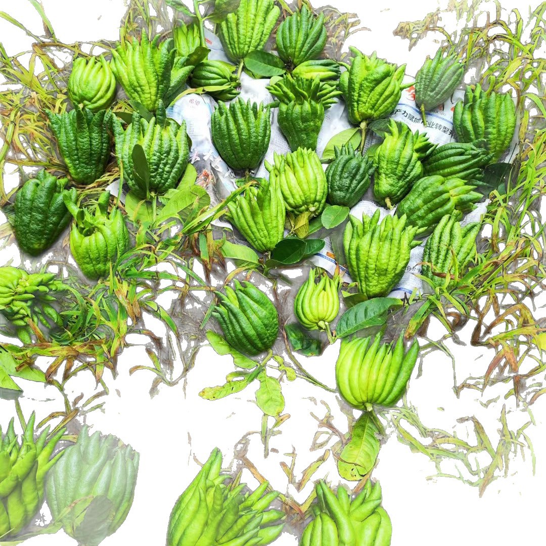 [Homemade Bergamot] Freshly Picked Fruits Are Offered to the Buddha. Bergamot Fruit Slices Are Sun-Dried and Used to Make Tea