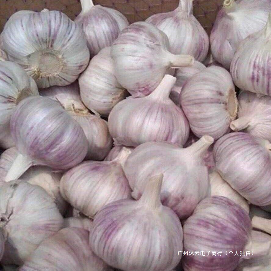 This Year's New Dried Garlic 2.5kg Garlic Bulbs, Farm Fresh Garlic Bulbs Starting from 250g, Purple and White Skinned Garlic, Seasonal Vegetables, Whole Box