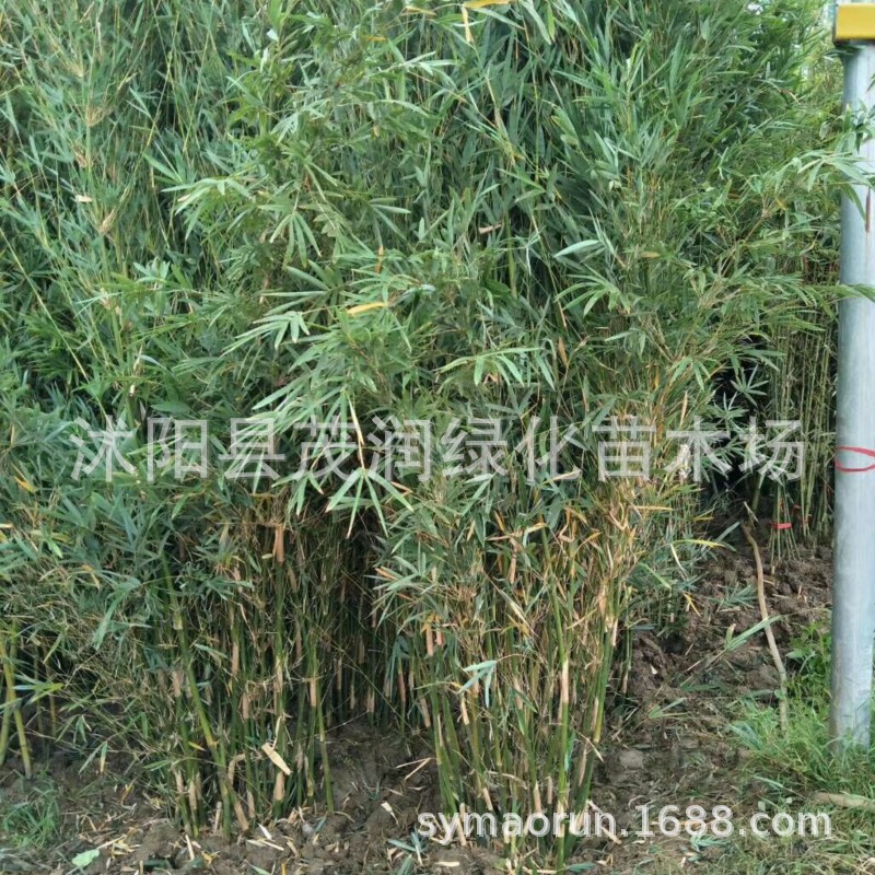 Courtyard Ground-Planted Water-Grown Ci Xiao Bamboo Seedlings, Indoor Potted Phoebe Bamboo Clusters, Evergreen Green Plants, Ornamental Bamboo