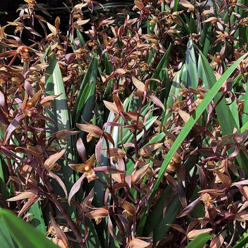 New Store Opening, Blooming Orchid, Fragrant, Blooms All Seasons, Easy to Care For, Wholesale and Dropshipping Available