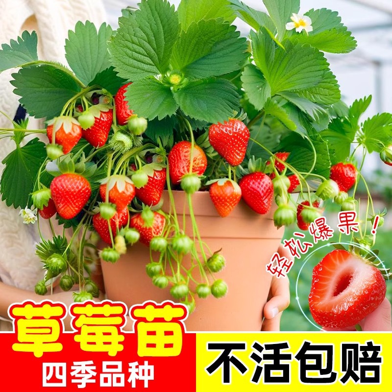 Четырехсезонные саженцы клубники, красные кремовые саженцы клубники, горшечные саженцы клубники для теплиц, новые саженцы с почвой, плодовые саженцы в том же году