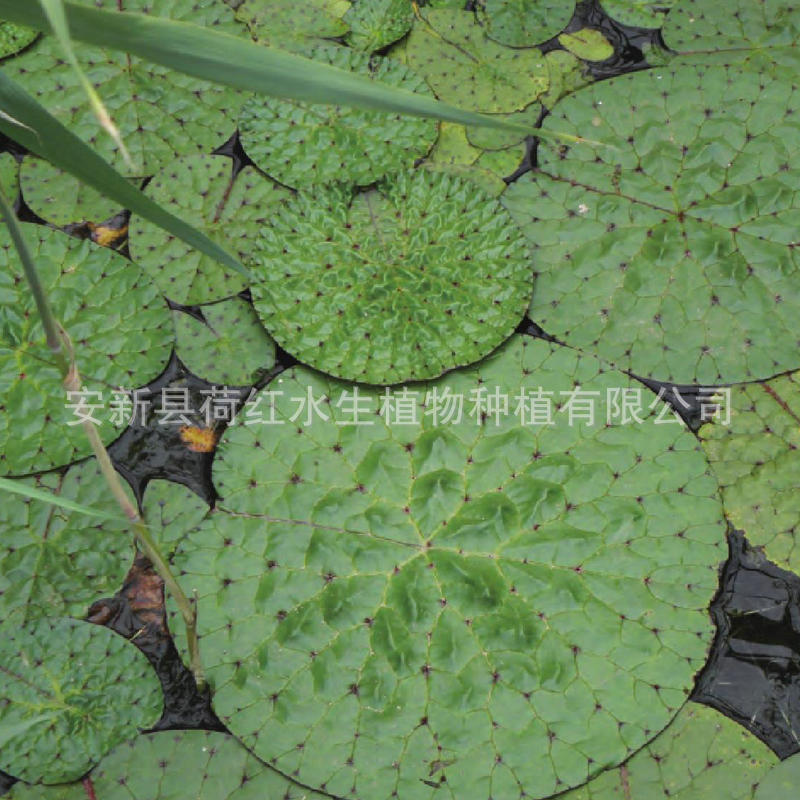 Base Wholesale Artificial Ecological Floating Island Biological Floating Bed Water Plant Planting Water Surface Wetland Greening Floating Water Plant