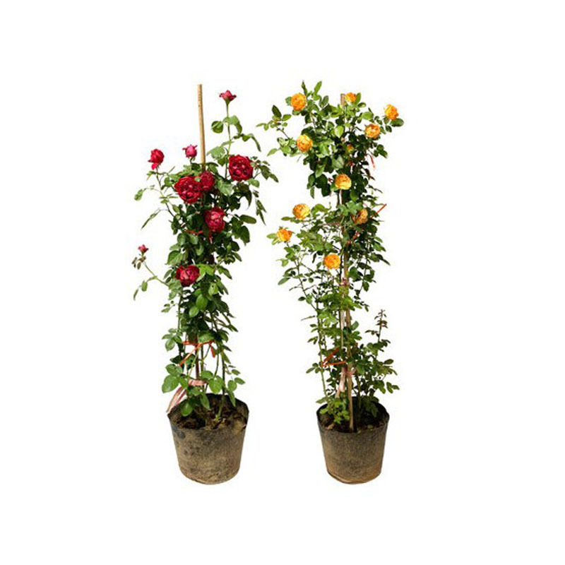 Rose Seedlings, Vine Roses, Large Florals, Strong Fragrance, Garden Climbing Vines, Flower Pots, European Moon Roses Blooming in All Seasons