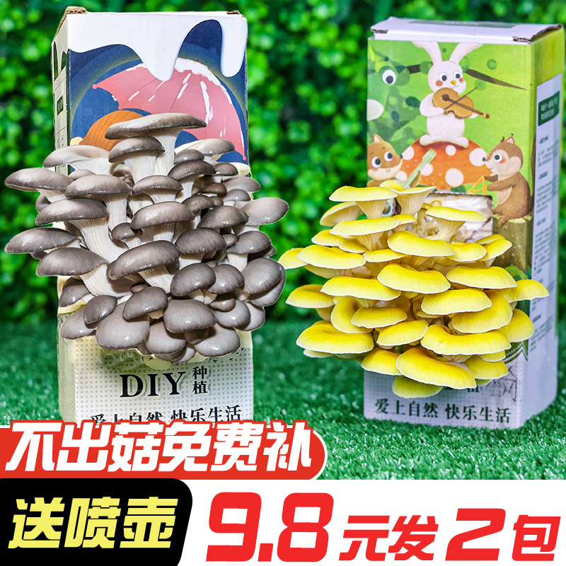 Грибной набор для посадки съедобного гриба Pleurotus ostreatus, коробка с грибными мешками, подарок для детей, семейное развлечение по посадке