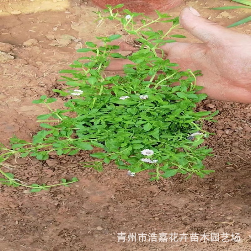 Jiyan Weeping Grass Pink Flower Ground Cover Plant Trampling Resistant Plant Flowers and Green Plants Wuyi Straight Supply Jiyan Weeping Grass