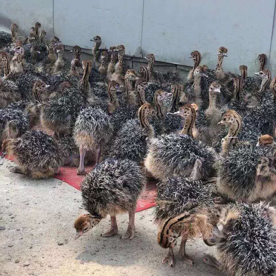 Live Ostrich Breeding in Scenic Spots, Warm-Off Ostrich Chick Breeding, Price of a Small Ostrich Chick, Ostrich Eggs