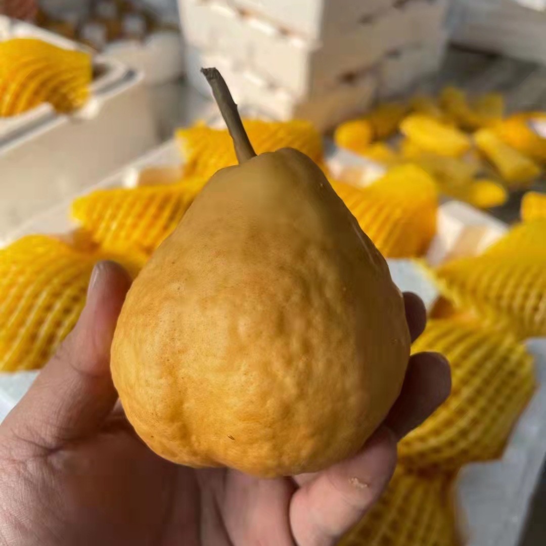 Уродливый груш, мягкий и сладкий, Яньтай Тай По, медовая груша, свежий фрукт для еды, 2.5кг, бесплатная доставка, поштучная дропшиппинг, супер сладкий