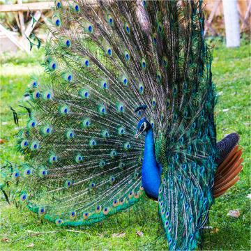 Adult Peacock Live Blue Peacock/White Peacock Optional Healthy Adult Peacock Ornamental Pet Peacock Free Shipping