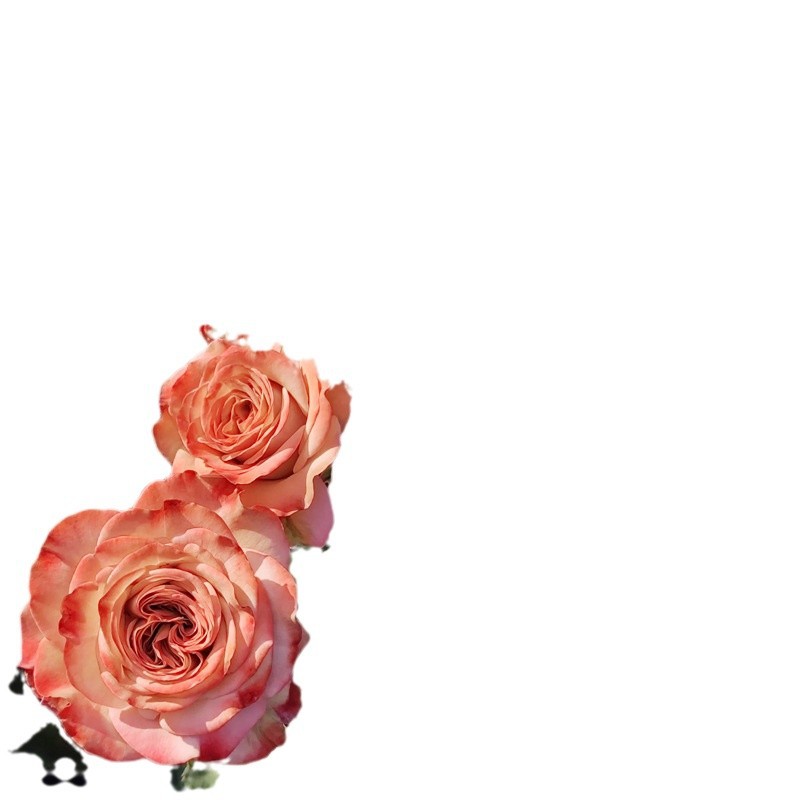 Cappuccino Rose Flower Potted Old Pile Chocolate Color Large Seedlings Blooming in All Seasons Balcony Courtyard Florals and Green Plants