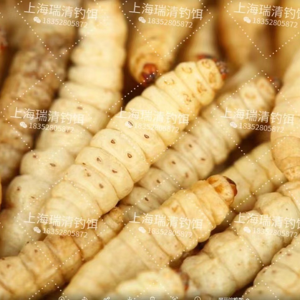 Freeze-Dried Honey Worm, Grape Worm, Corn Worm, Free Shipping, Bird Food, Sugar Glider, Embroidered Eye Hamster Feed, Gecko Snack Feed