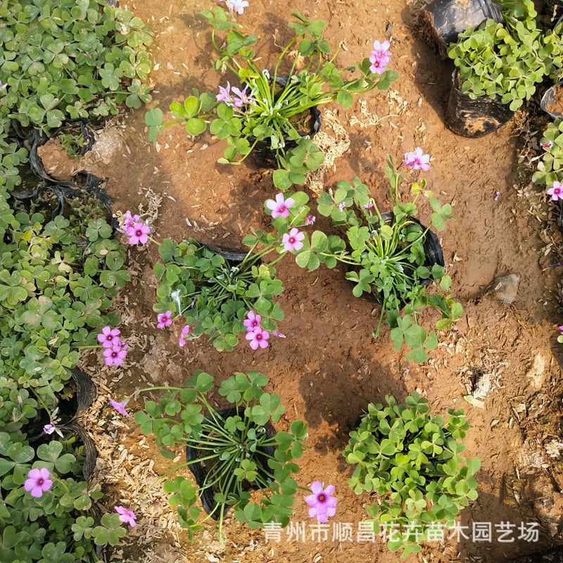 Clover Red Flower Wood Sorrel Plant Grass All Year Round Green Red Leaf Wood Sorrel Qingzhou Base Wholesale Engineering Seedlings