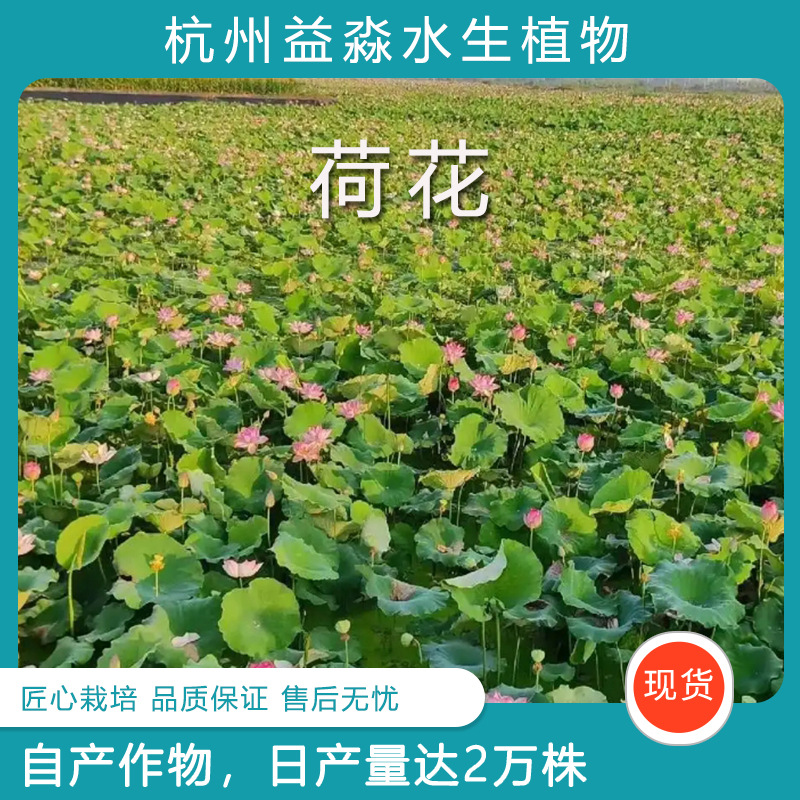 Садовый лотос, влаголюбивый, многокрасочный, для озеленения водоемов