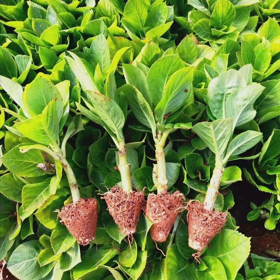 Yunnan Base Hydrangea Seedlings Wholesale Endless Summer Hydrangea Sea Blue Double-Petaled Potted Seedlings Greening Florals