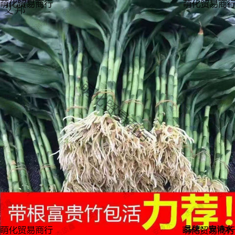 Rich Bamboo with Roots, Water-Cultured Living Room, Office, Green Water-Cultured Potted Plants, Flowers and Green Plants, Formaldehyde Removal and Air Purification