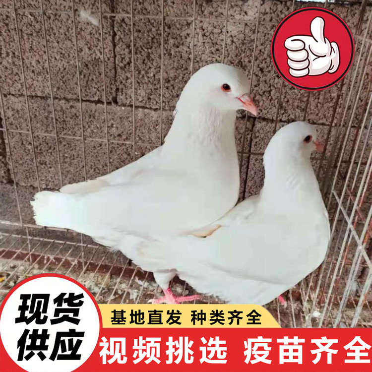 Bulk Sale of Floor-Standing King Meat Pigeons Where to Buy Meat Pigeon Breeders Meat Pigeon Live White Feather King Wholesale