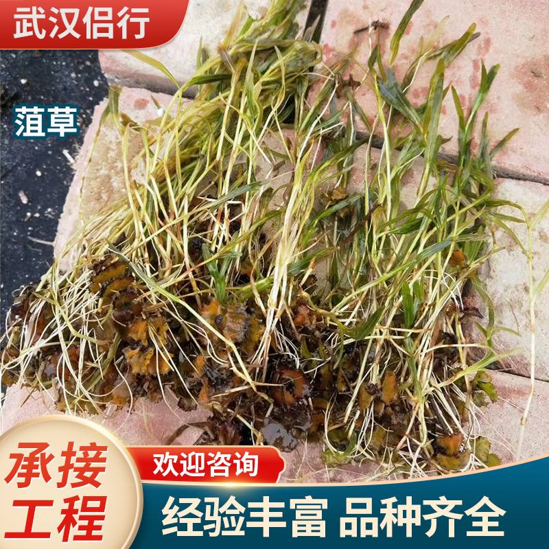 Очистка воды, креветки, водоросли, сорняки, желтая пшеница, аквакультурное озеленение, подводные растения, контракты на экологическое восстановление