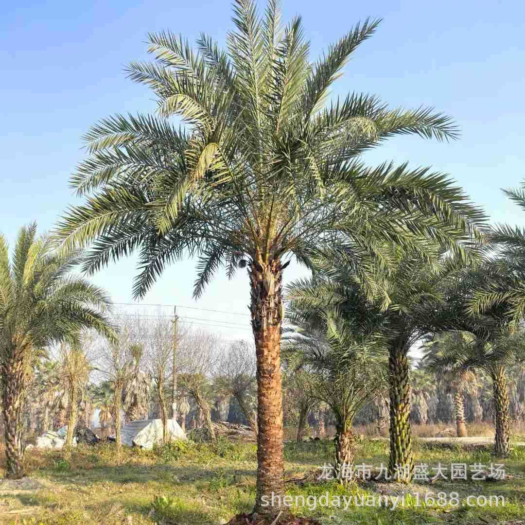 Fujian Yinhai Date Palm Prices Zhejiang Middle East Date Palm Wholesale Hunan Hubei Yinhai Date Palm Supply for Landscaping