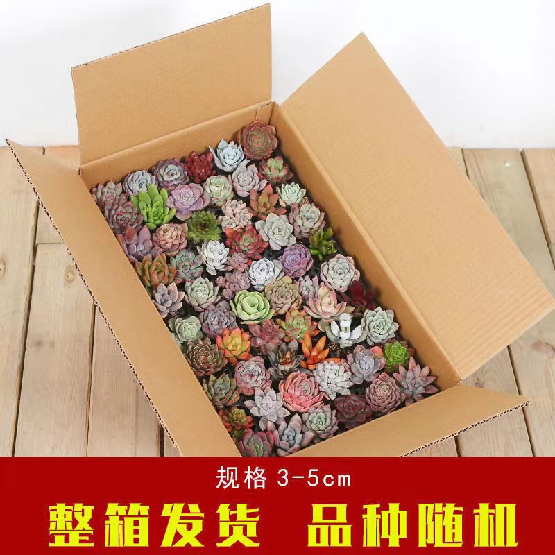 1 Warehouse with Trays for Succulent Plants Wholesale, Succulent Seedlings in Plug Trays for Planting, DIY Kindergarten Activities, Small Gifts