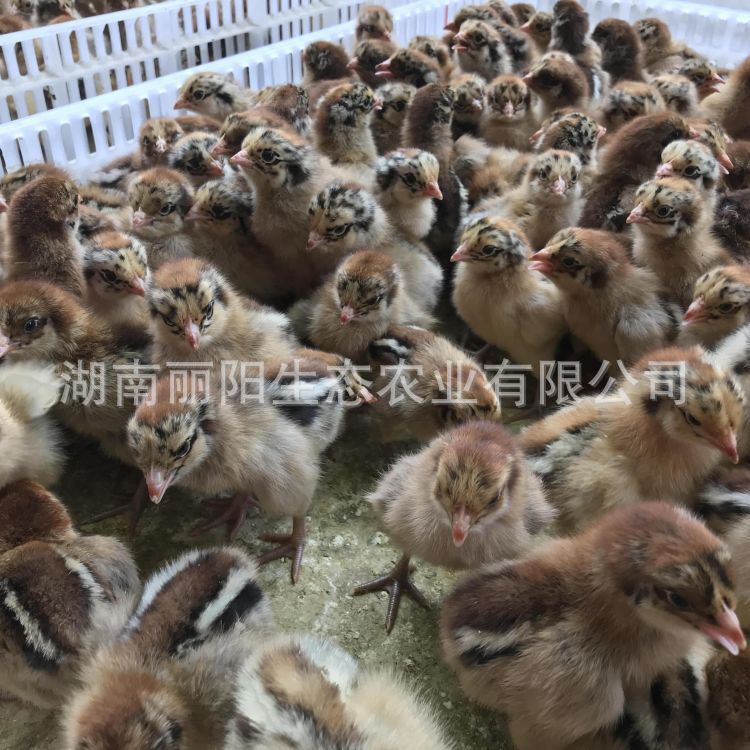Suitable for Free-Range Large-Scale Green-Footed Broiler Chicks, Slow-Growing Chicks, Hatching and Hatching of Native Chickens, and Breeding of Black芦花 Chicks