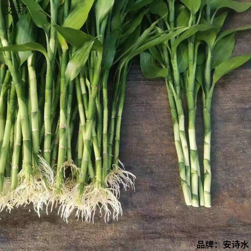 Flower Green Living Room with Roots Water-Cultured Potted Plants Office Water-Cultured Air-Purifying Green Plants Formaldehyde-Removing Bamboo