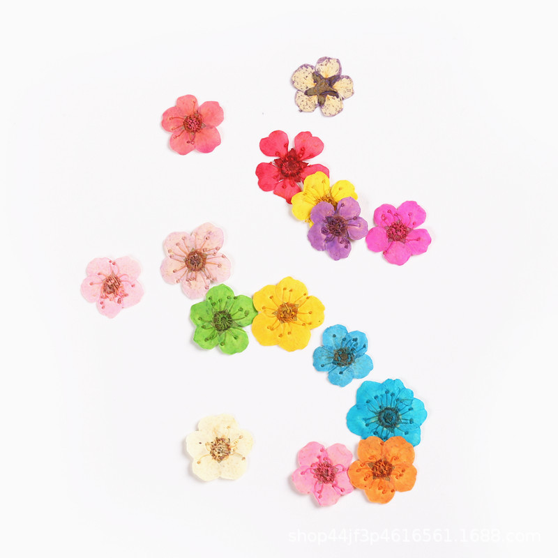 Pearl Plum Small Narcissus Dried Flower Embossed Embroidery Thread Chrysanthemum Small Handball Nail Art Beauty Materials Natural Plant Specimens