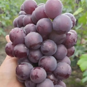 Wholesale of Home-Grown Grapes, Organic Grapes, Sweet Large Grapes, Freshly Picked Fruits for Pregnant Women, Cold Chain Transportation, Large Grapes
