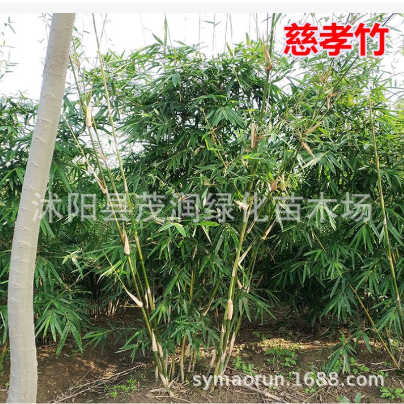 Courtyard Ground-Planted Water-Grown Ci Xiao Bamboo Seedlings, Indoor Potted Phoebe Bamboo Clusters, Evergreen Green Plants, Ornamental Bamboo