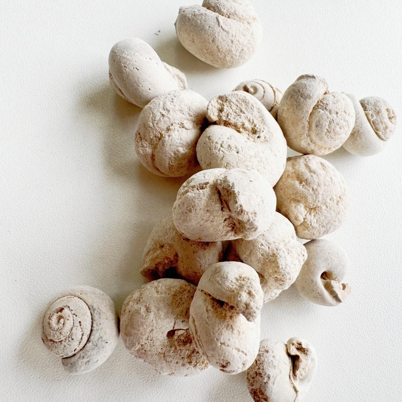 Fossil Specimens in Stock, Ancient Biological Fossils, Teeth, Brachiopods, Ammonites, Right-Angle Stones, Plant Fossils, Raw Stone Teaching Specimens